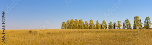 Line of trees against the blue sky in the autumn