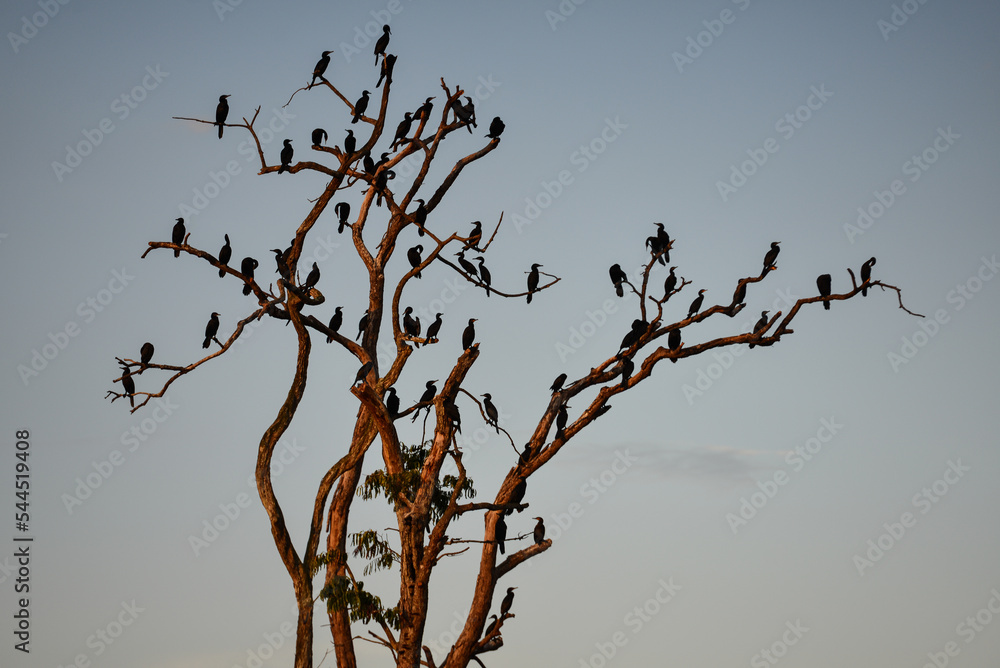 A bare tree full of neotropic cormorants at sunset in the wetlands of the Guaporé-Itenez river, near Remanso, Beni Department, Bolivia, on the border with Rondonia, Brazil A bare tree full of neotropic cormorants at sunset in the wetlands of the Guaporé-Itenez river, near Remanso, Beni Department, Bolivia, on the border with Rondonia, Brazil
