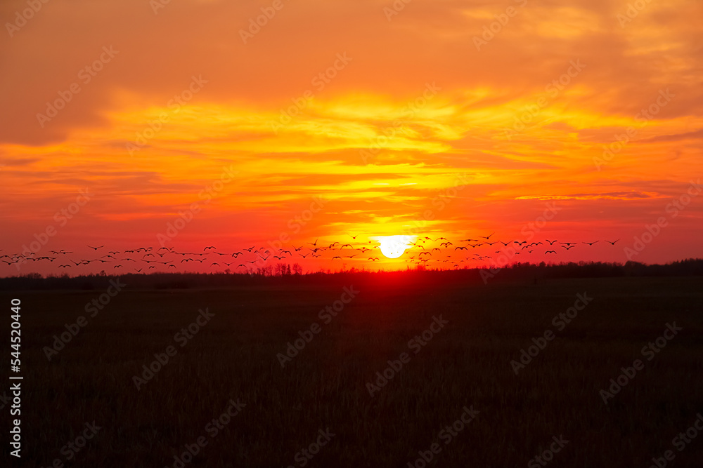 Beautiful view of flying geese above field in orange sunset. Beautiful view of flying geese above field in orange sunset.