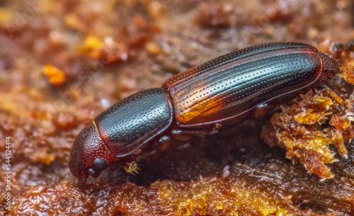 Rhizophagus nitidulus beetle on wood, macro photo photo