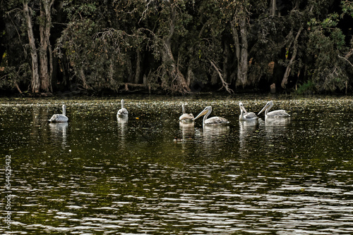 Pélicans dans une zone humide  © patrick