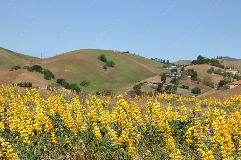 Meadow of Yellow Lupines blooming in the  hills of Diablo range of Northern California