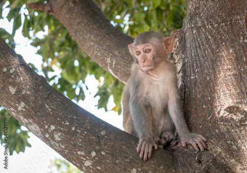 Rhesus macaque monkey sitting in a tree at the Ch  a Linh    ng Buddhist temple forest in DaNang Vietnam