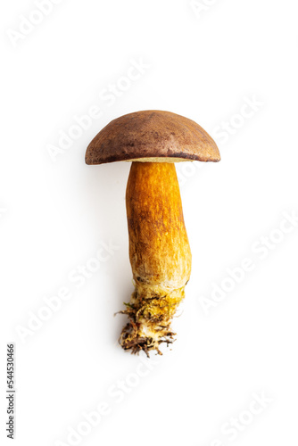 Autumn mushroom boletus isolated on white background.