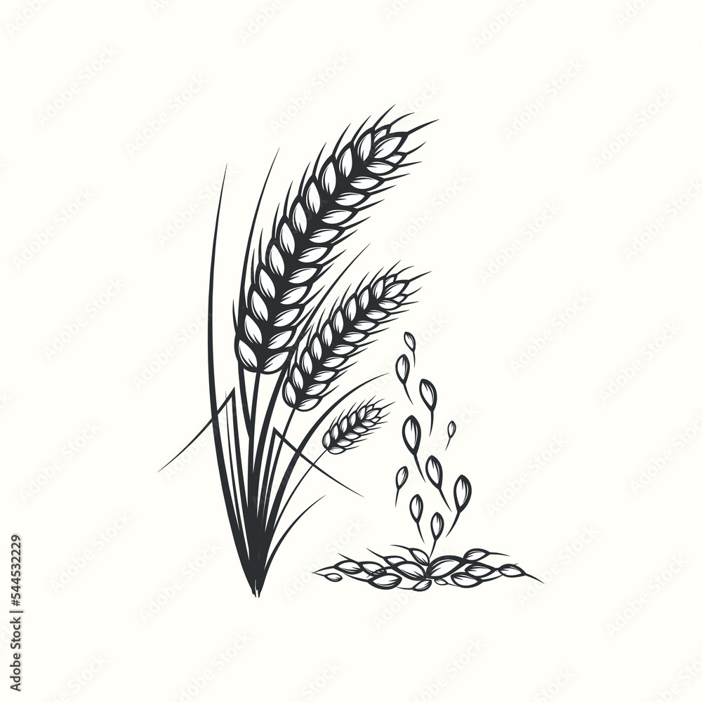 Hand drawn black and white silhouette of wheat ears cereals barley illustration in vintage and retro style on white background