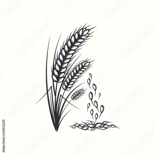 Hand drawn black and white silhouette of wheat ears cereals barley illustration in vintage and retro style on white background