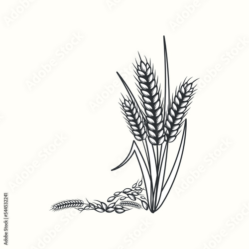 Hand drawn black and white silhouette of wheat ears cereals barley illustration in vintage and retro style on white background
