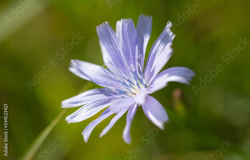 Small blue flower in nature. photo