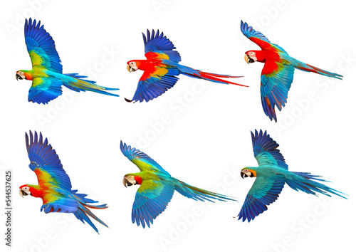 Set of Macaw parrots isolated on white background.