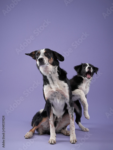 funny puppy and adult dog plays on purple background. Border collie dog with funny muzzle  emotion