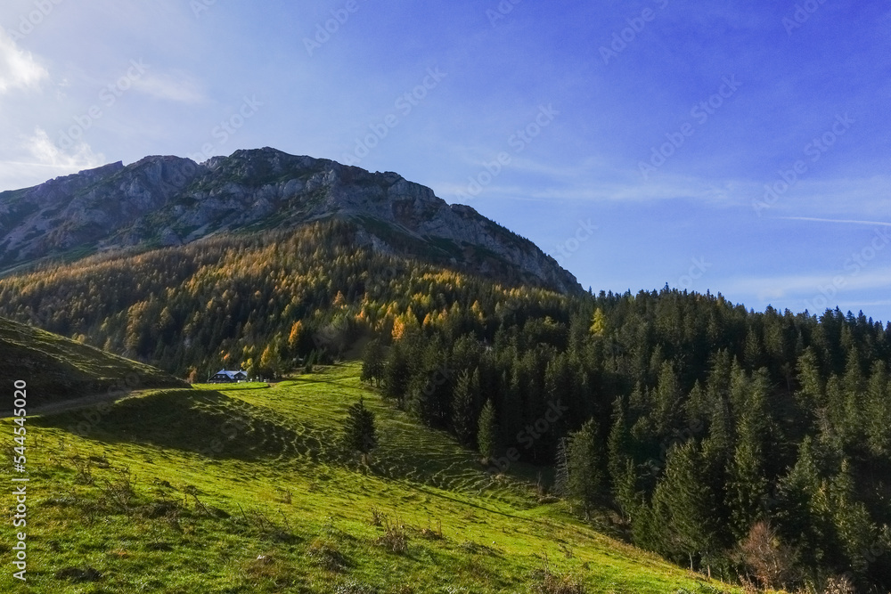 wonderful green meadow with many trees on a high mountain