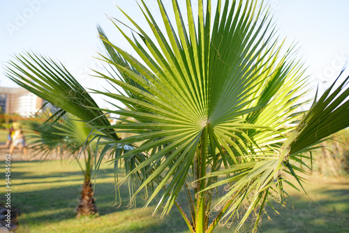 Green leaf of palm tree background