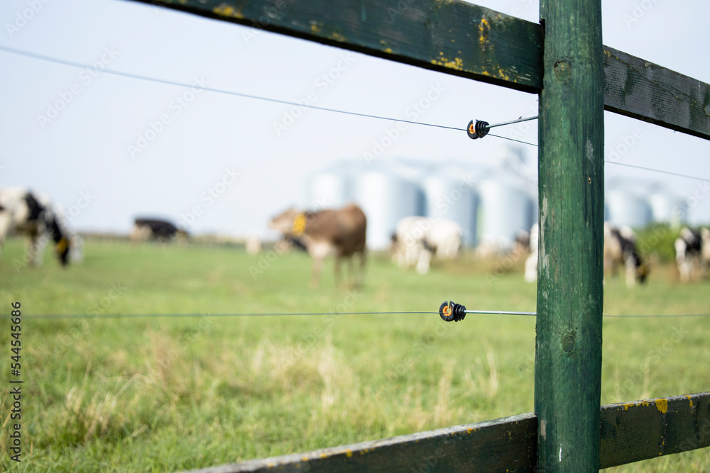 Electric fence for livestock. Fence post with electric wires and insulators to protect and keep cow herd in one place. Electric fence for livestock. Fence post with electric wires and insulators to protect and keep cow herd in one place.