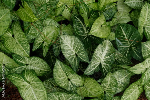 close up of green leaves