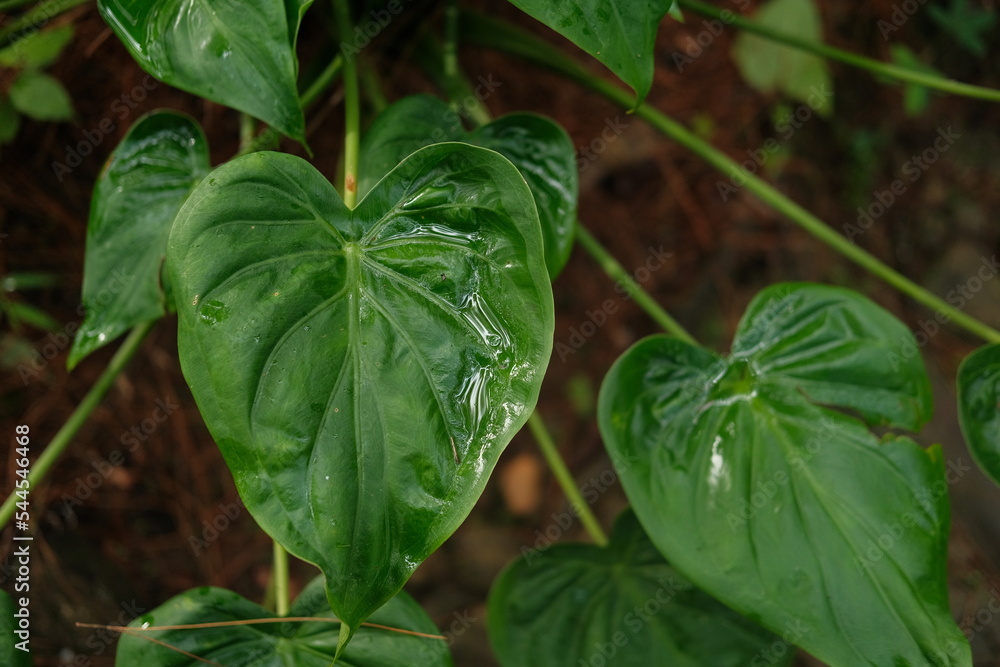 basil in the garden StockFoto Adobe Stock