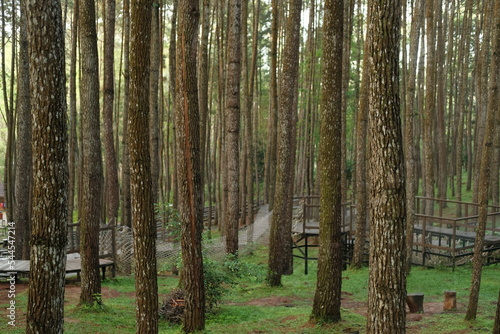 Fototapeta Naklejka Na Ścianę i Meble -  atmosphere in the pine forest