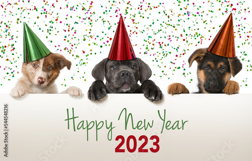 Canvas Print Puppies celebrate happy new year