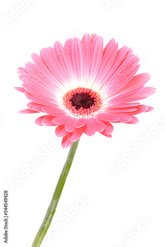 Pink gerber daisy isolated on white