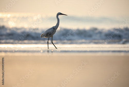 Egret on the beach. White bird stand in water. Bird in nature. Western reef egret.  © Sunanda Malam