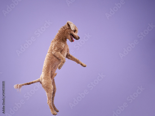Funny active dog jumping on purple background. happy small poodle on pink background. 