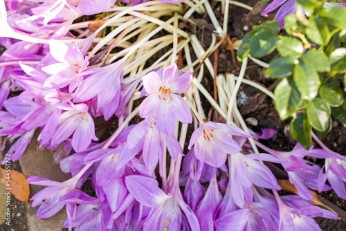 Autumn crocus. Autumn crocuses. Purple crocus flower. Purple flowers on a flower bed.