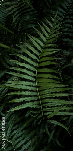 Green leaves fern tropical foliage plant texture wallpaper background. smartphone shooting photos. vertical photo