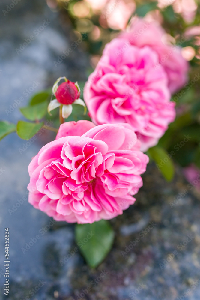Beautiful pink roses on a flower bed in the garden close-up. Vertical photo.