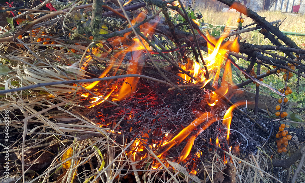 Bonfire or fire, burning branches of a tree and dry grass Bonfire or fire, burning branches of a tree and dry grass
