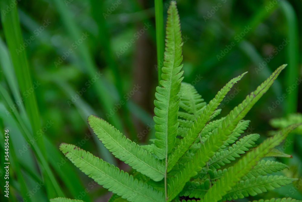 Texture background of leaves of a green fern plant growing in the forest Texture background of leaves of a green fern plant growing in the forest