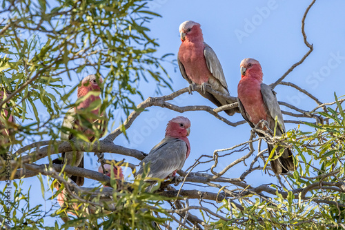 galah cockatoos (Eolophus roseicapillus) perched in a tree, Red Center of Australia photo