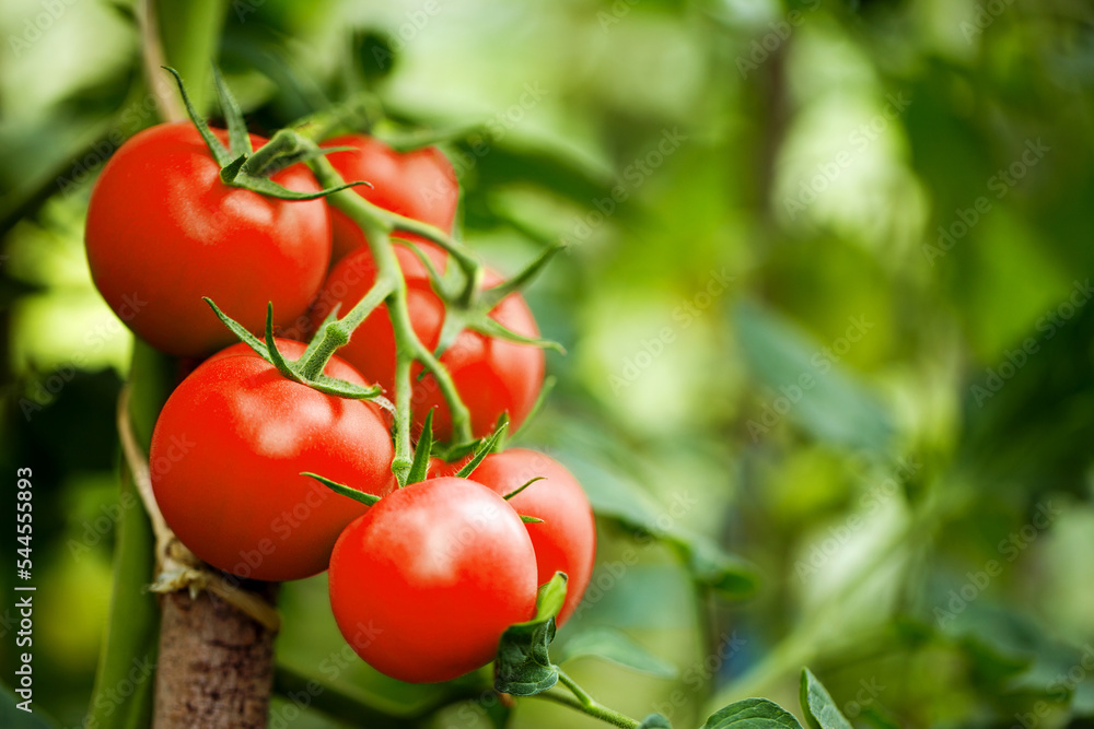 Beautiful ripe heirloom tomatoes in a greenhouse