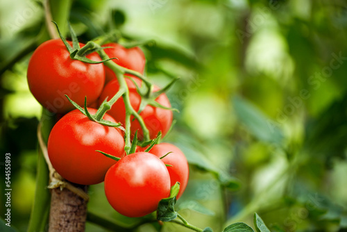 Beautiful ripe heirloom tomatoes in a greenhouse