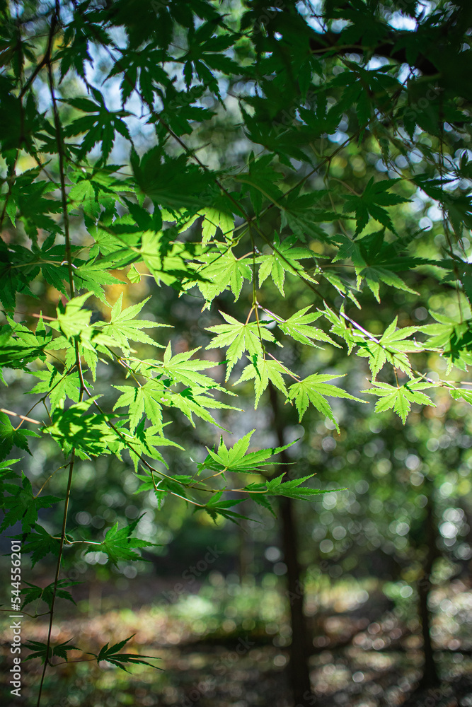 Obraz premium 青紅葉