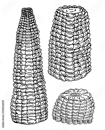 corn cobs and seeds, ink drawing, hand drawn vector illustration