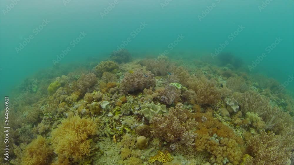Coral reef underwater with tropical fish. Hard and soft corals, underwater landscape. Travel vacation concept. Philippines. Coral reef underwater with tropical fish. Hard and soft corals, underwater landscape. Travel vacation concept. Philippines.
