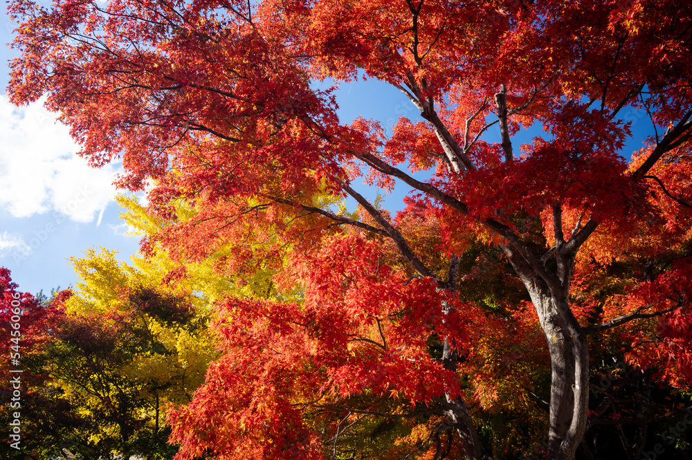 日本の紅葉のイメージ