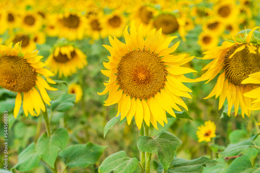 Fototapeta premium A field of sunflowers in England - selective focus on one flower