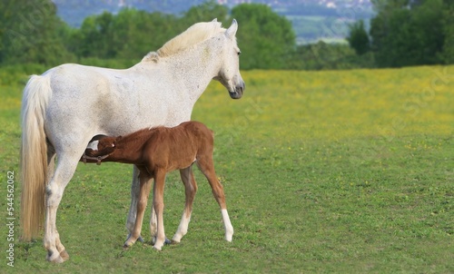 horse and foal in a meadow