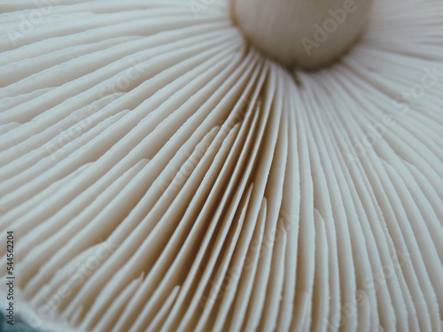 Close up of gills of agaric mushroomю. Lamella of a big mushroom abstract background macro close up