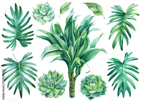 Monstera Leaves, Dracaena palm and succulent, isolated background. Watercolor botanical painting, green exotic plant