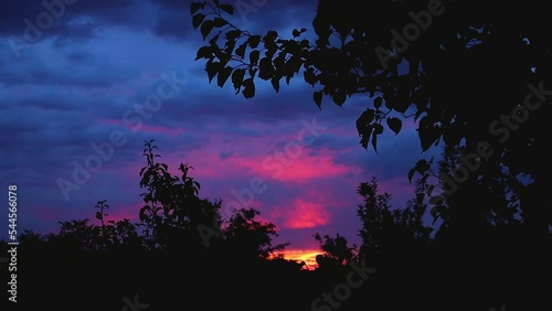silhouette of trees in the garden late at night against the backdrop of a beautiful sunset and a bird flying into the distance