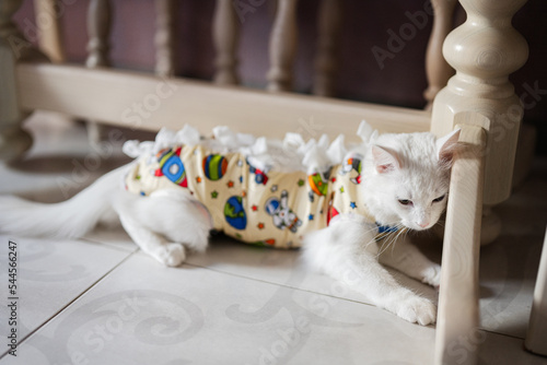 Postoperative bandage on white cat. Pet after a cavitary operation castration or sterilization. photo