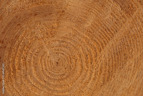 circles on cut of pine tree trunk
