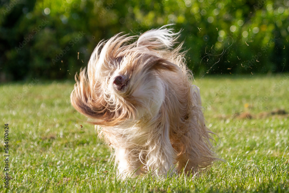 Bearded collie dogs long hair hotsell