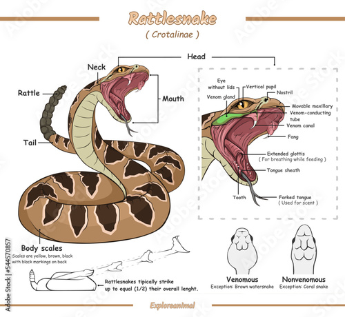 anatomy of a rattlesnake