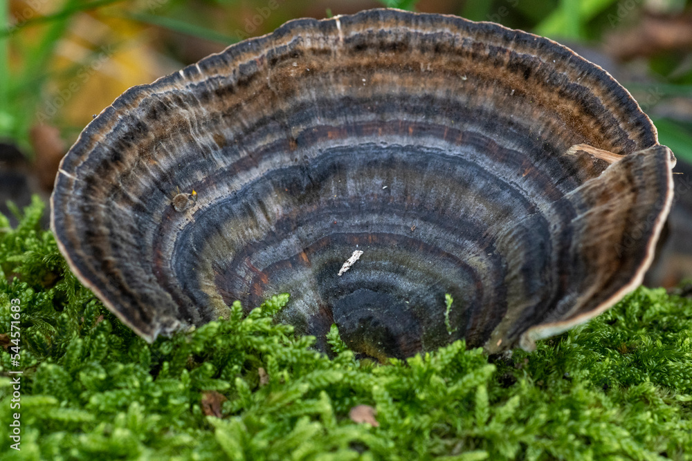 Closeup shot of shell-shaped Trametes versicolor mushroom Closeup shot of shell-shaped Trametes versicolor mushroom