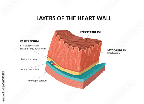 Layers of the Heart Walls. Endocardium and myocardium layers. photo