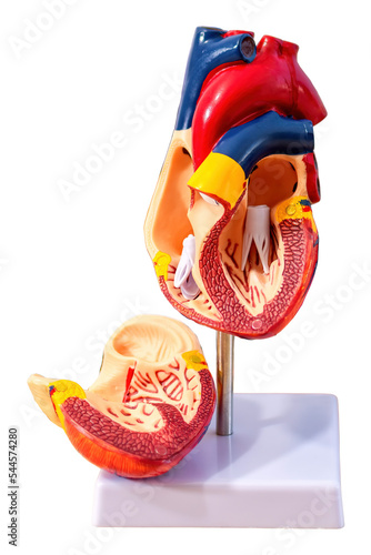 Obraz na plátně Anatomical structure, physiology of the heart, cardiovascular system, medicine, education, anatomy concept