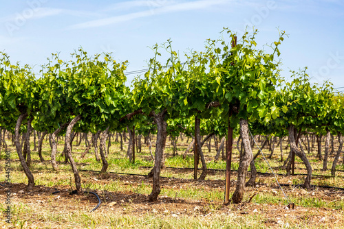 Rows of vines with young green leaves. Vineyard Israel