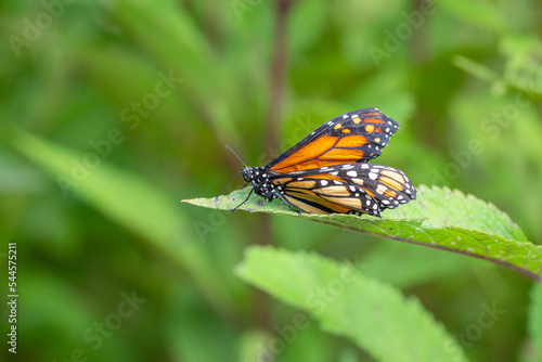 monarch butterfly on a flower © Iri.Andrie